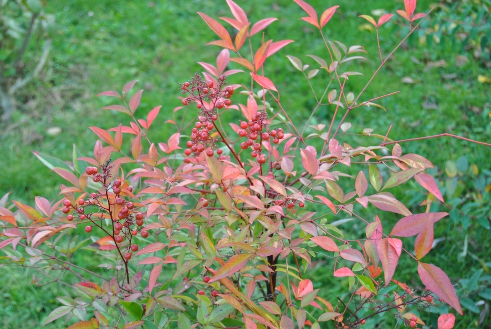 Nandina