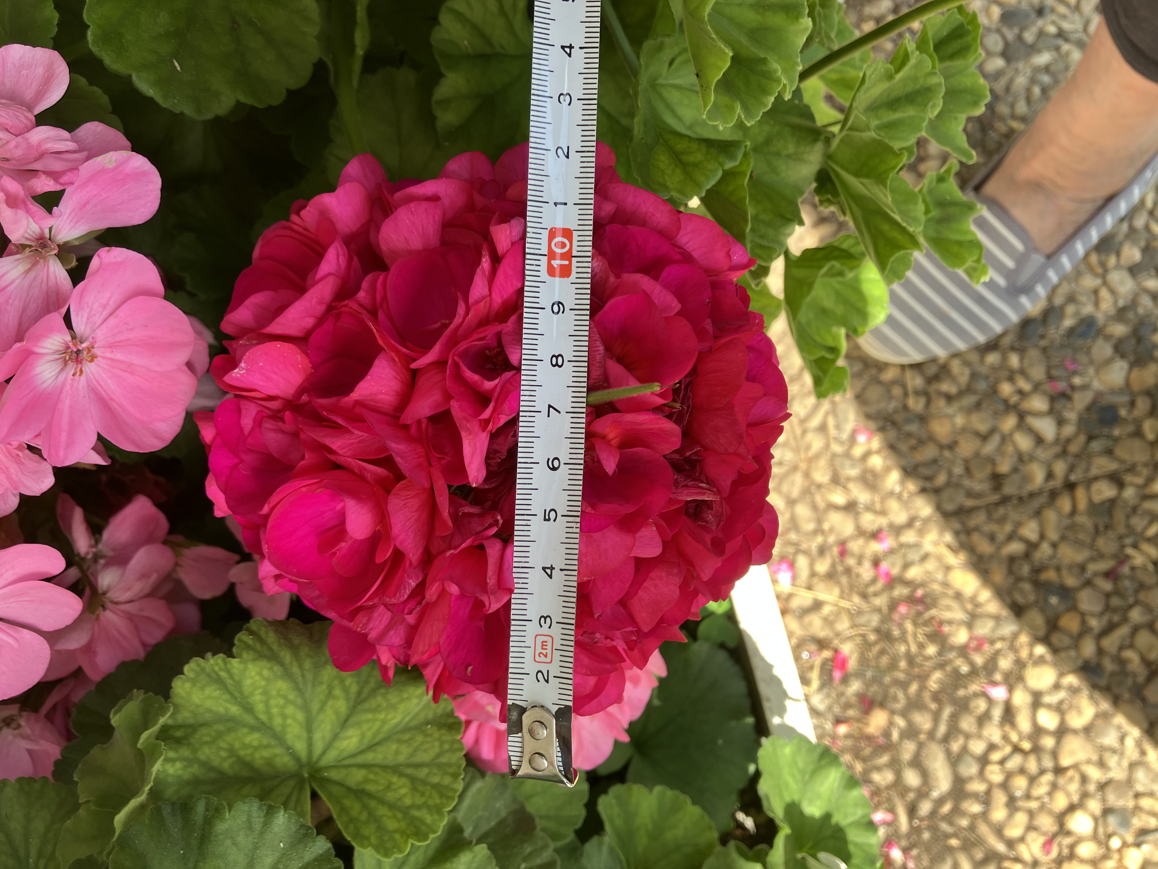 15cm