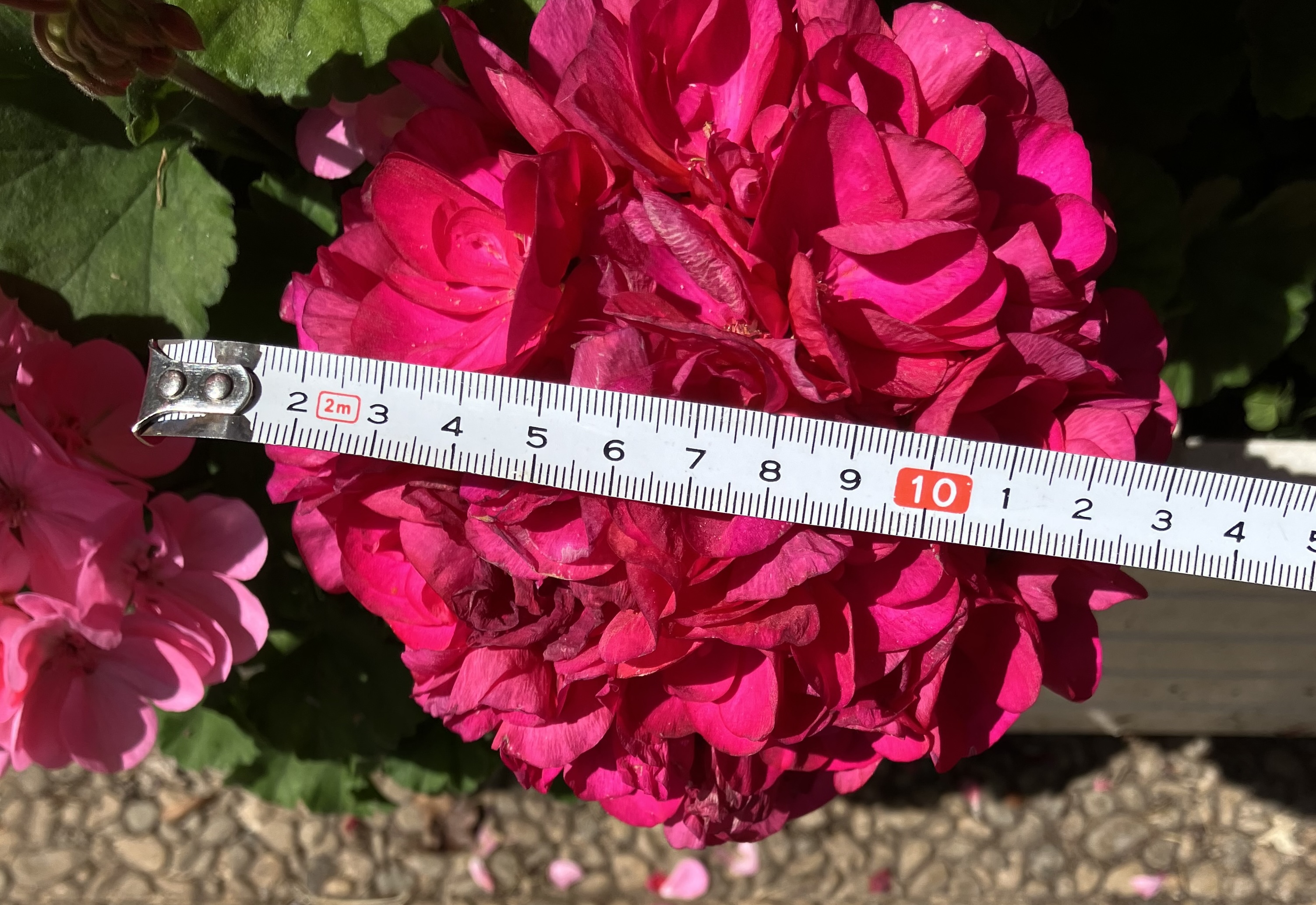 gros géranium
