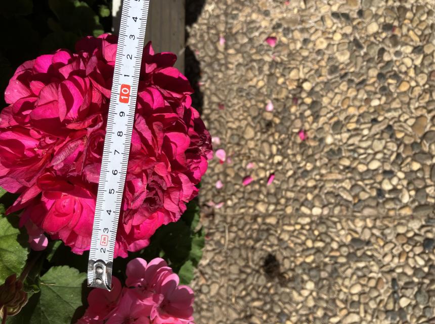 geraniums